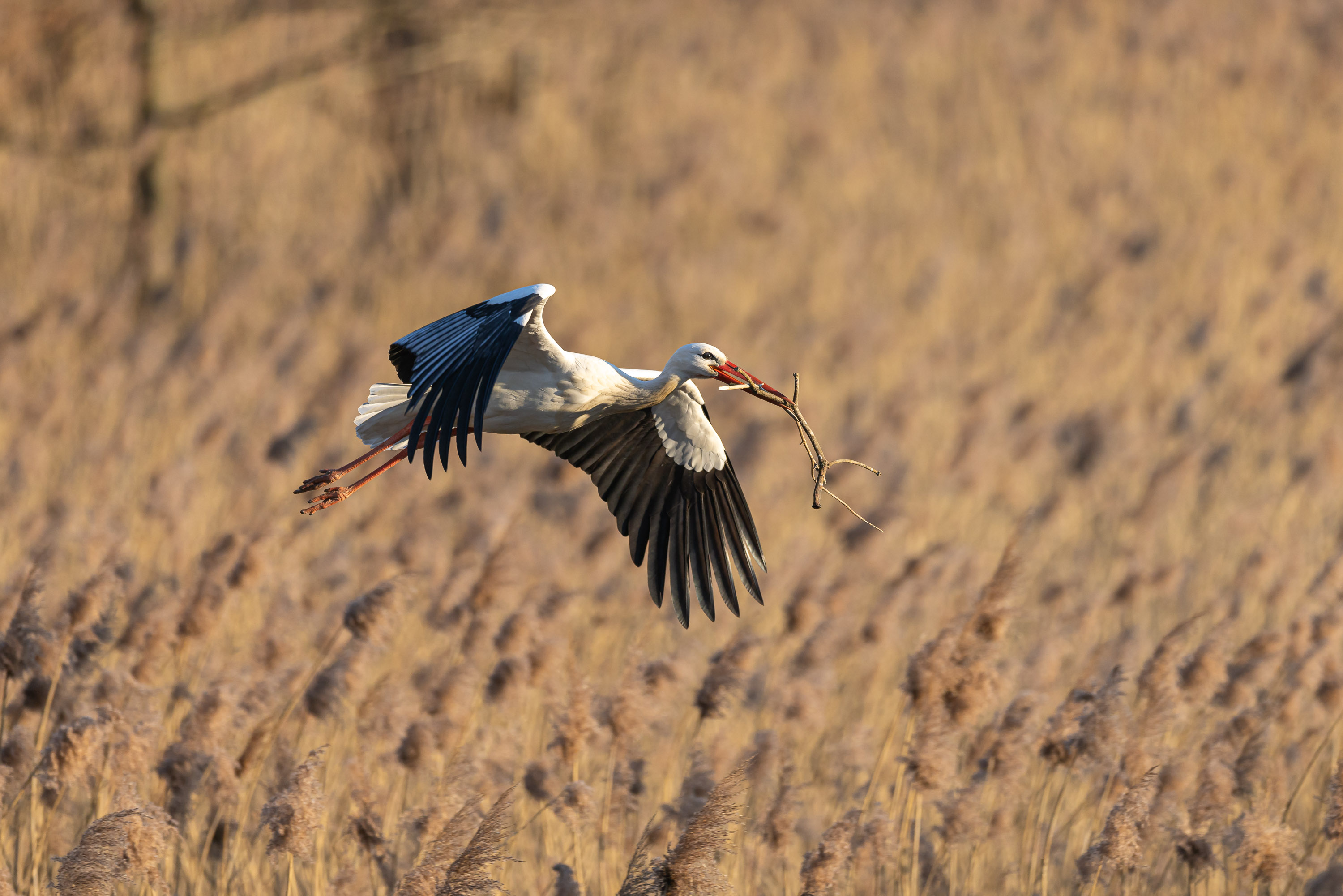 Weissstorch mit Nistmaterial