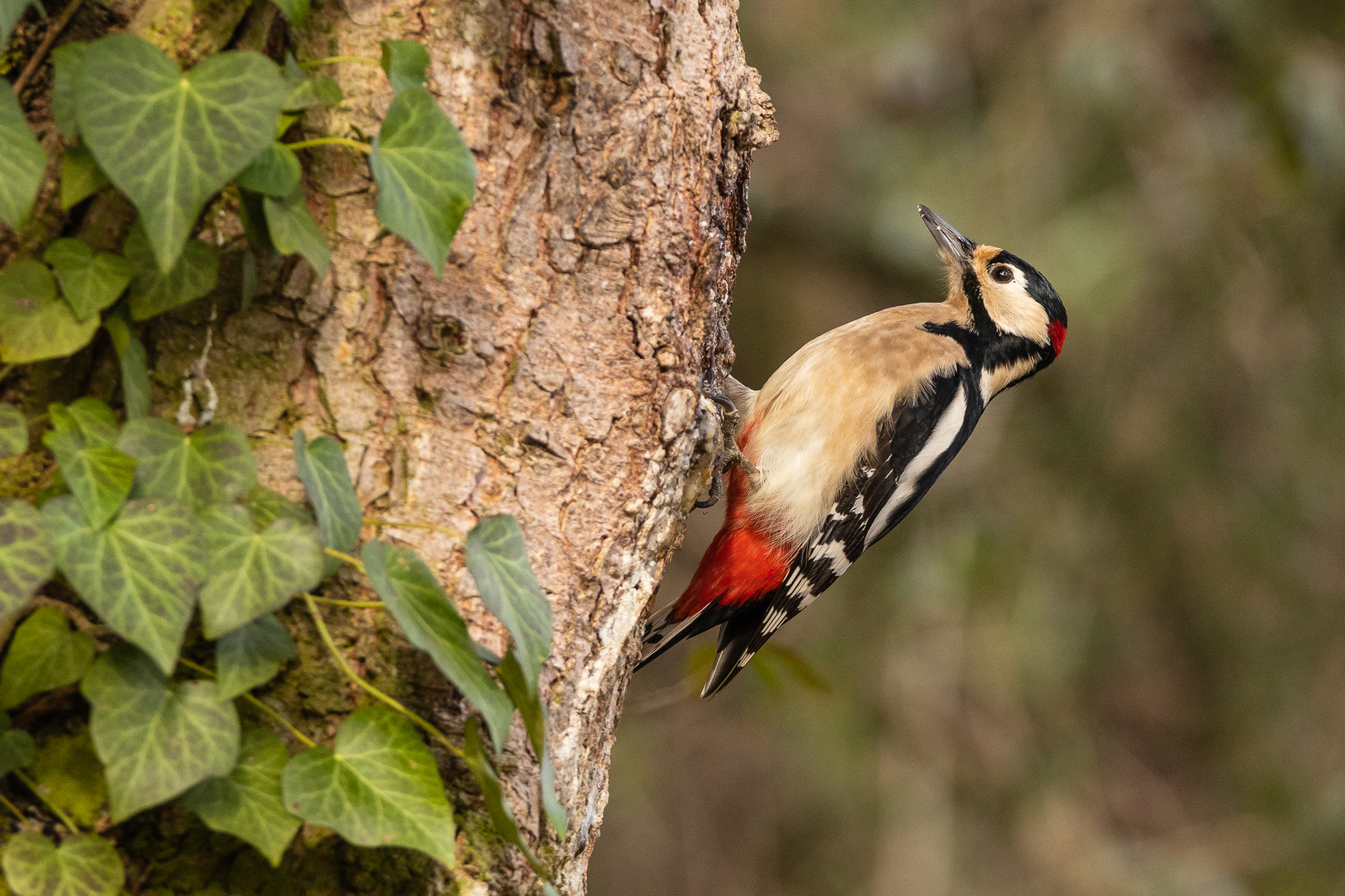 Buntspecht (Dendrocopos major) Männchen