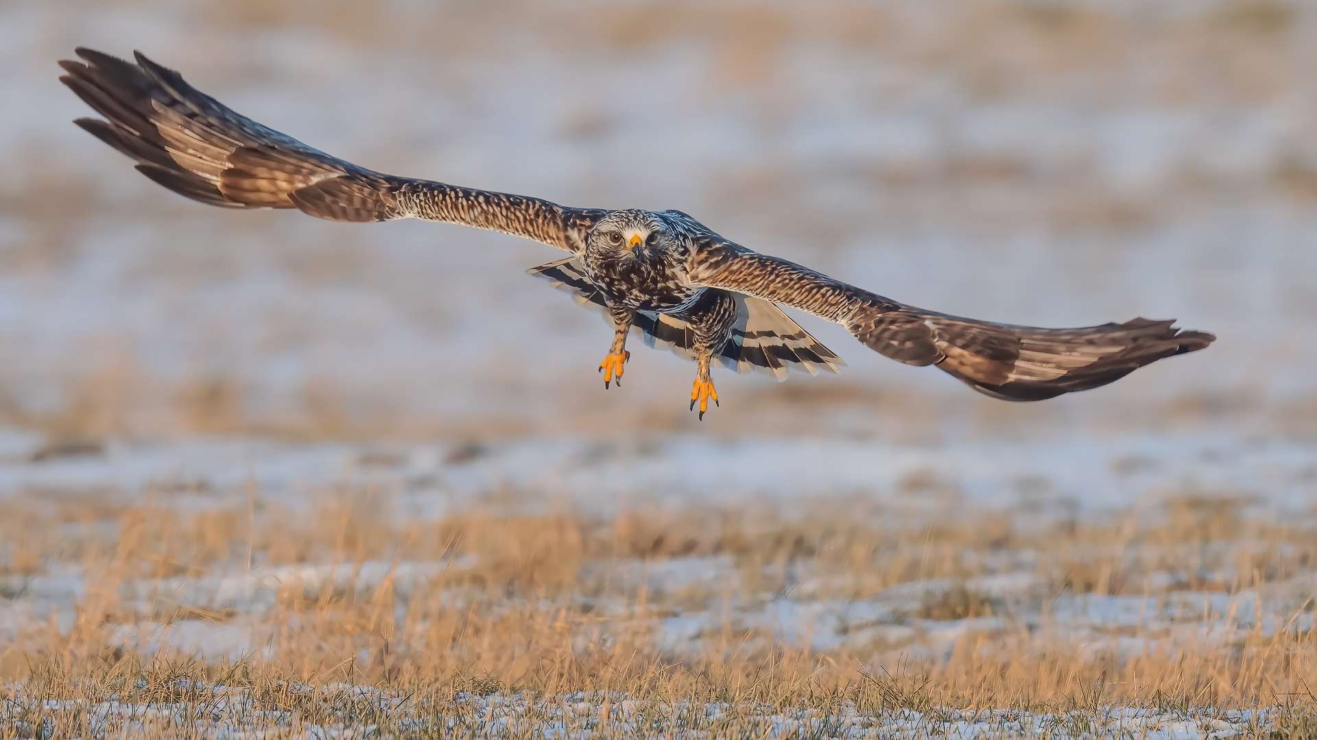 "Winterbussard"