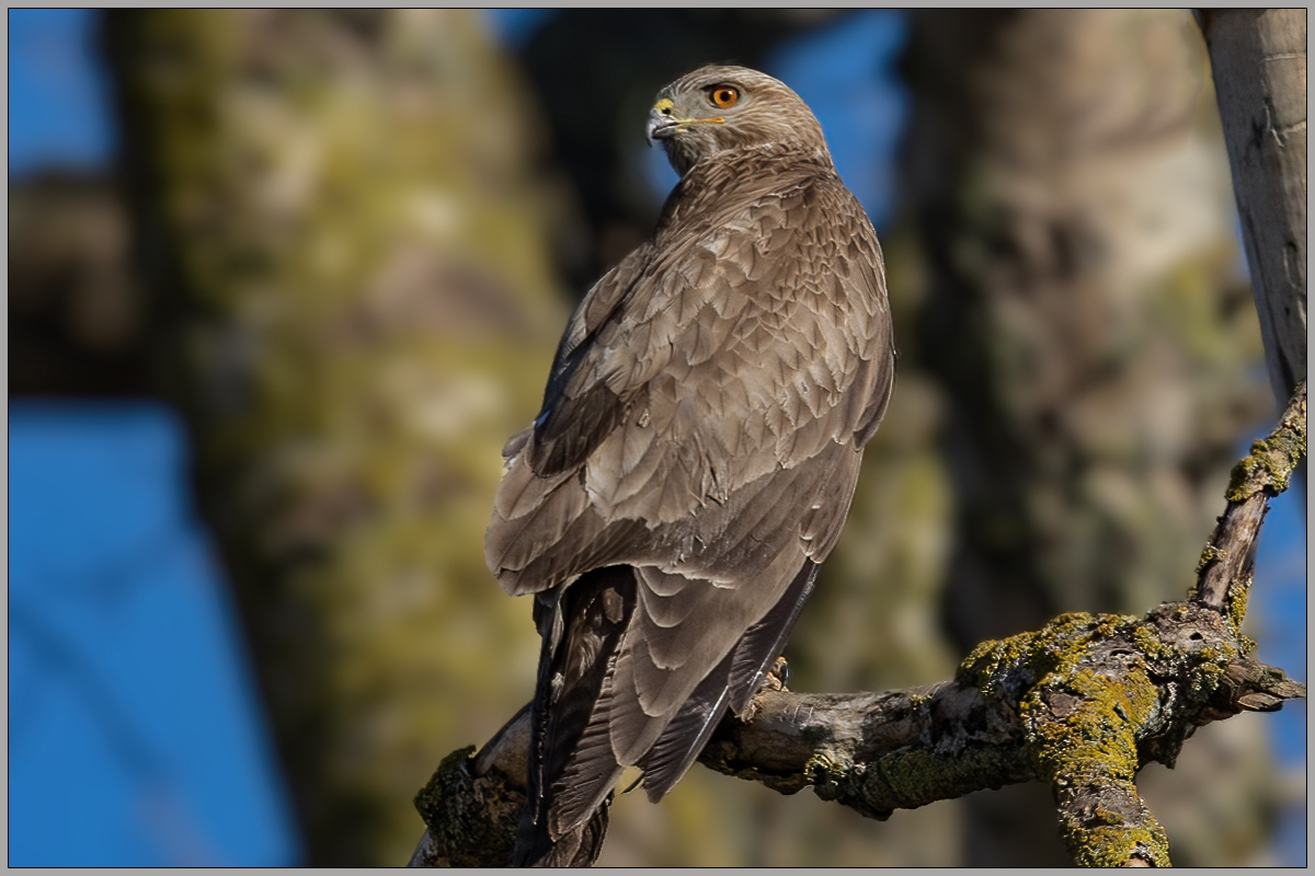 Bussard