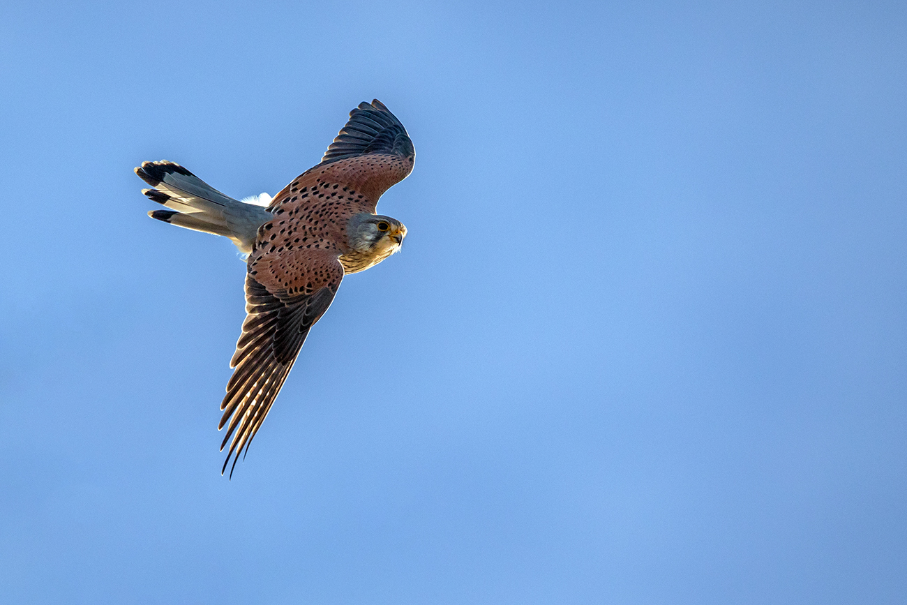 Turmfalke
