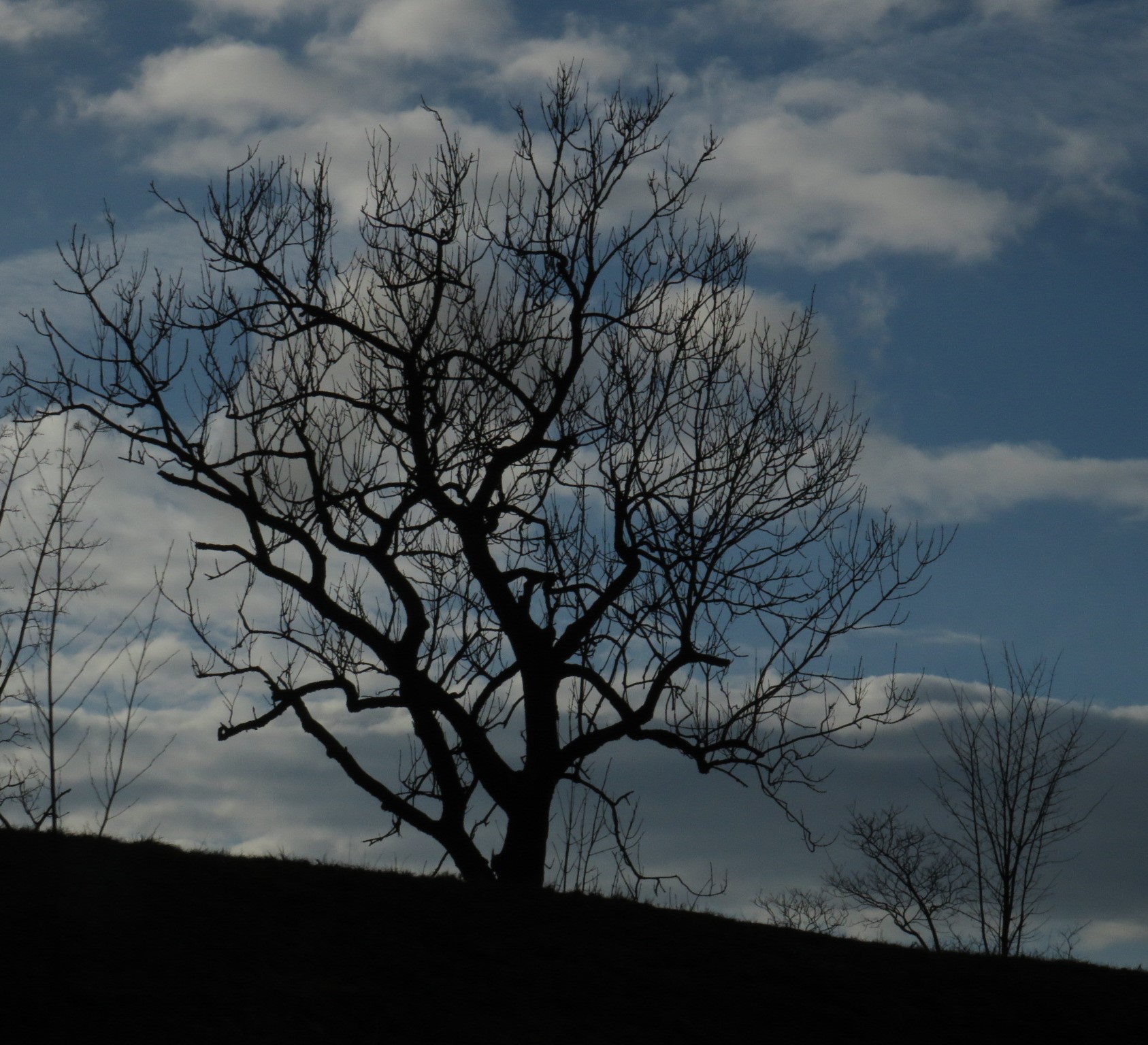 Baum im Regen