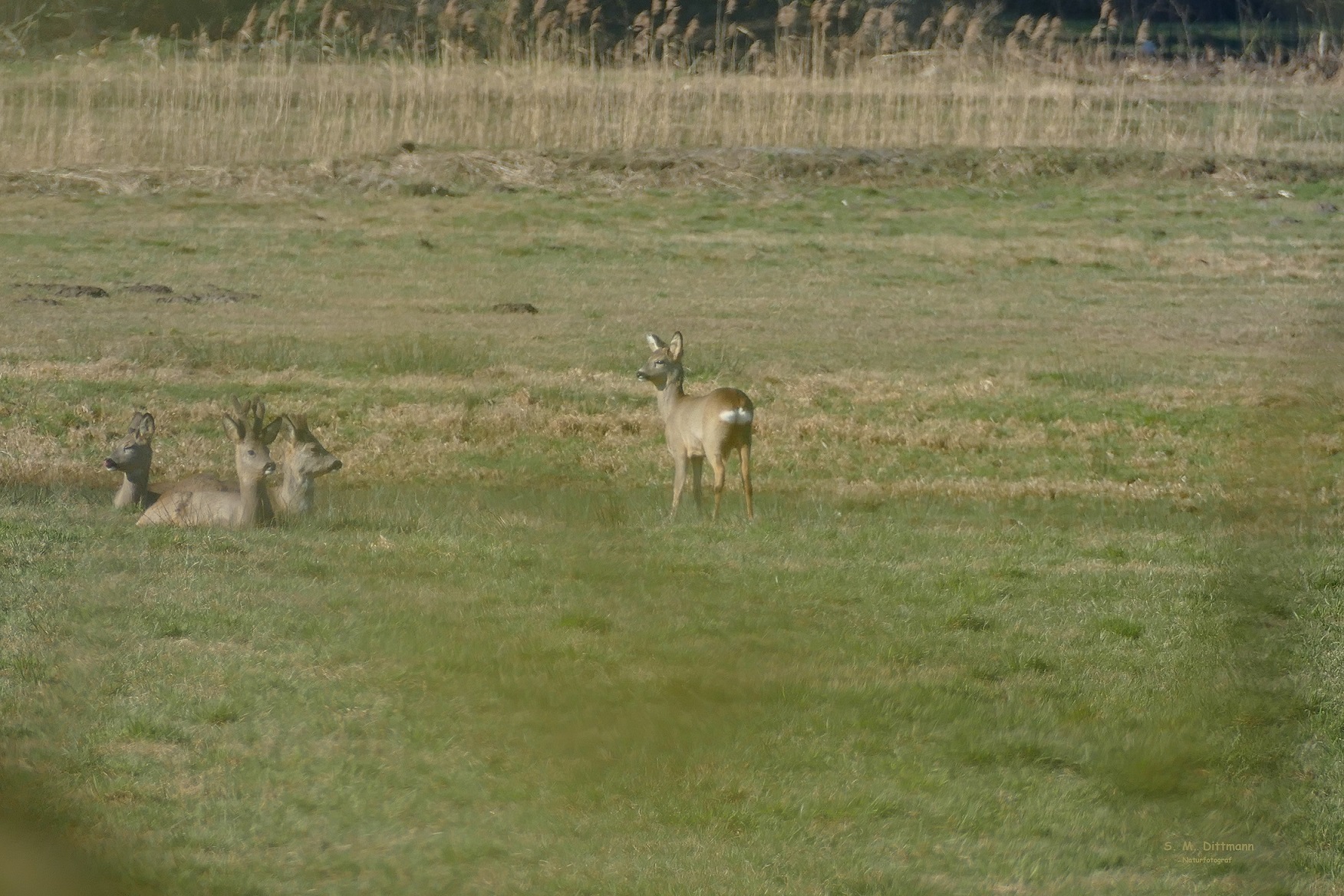 Rehwild an der B111
