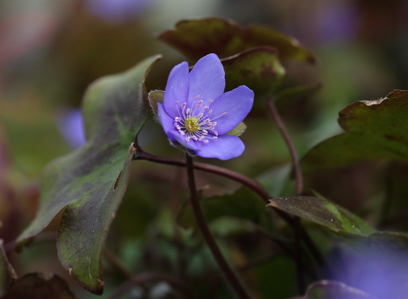 Leberblümchen