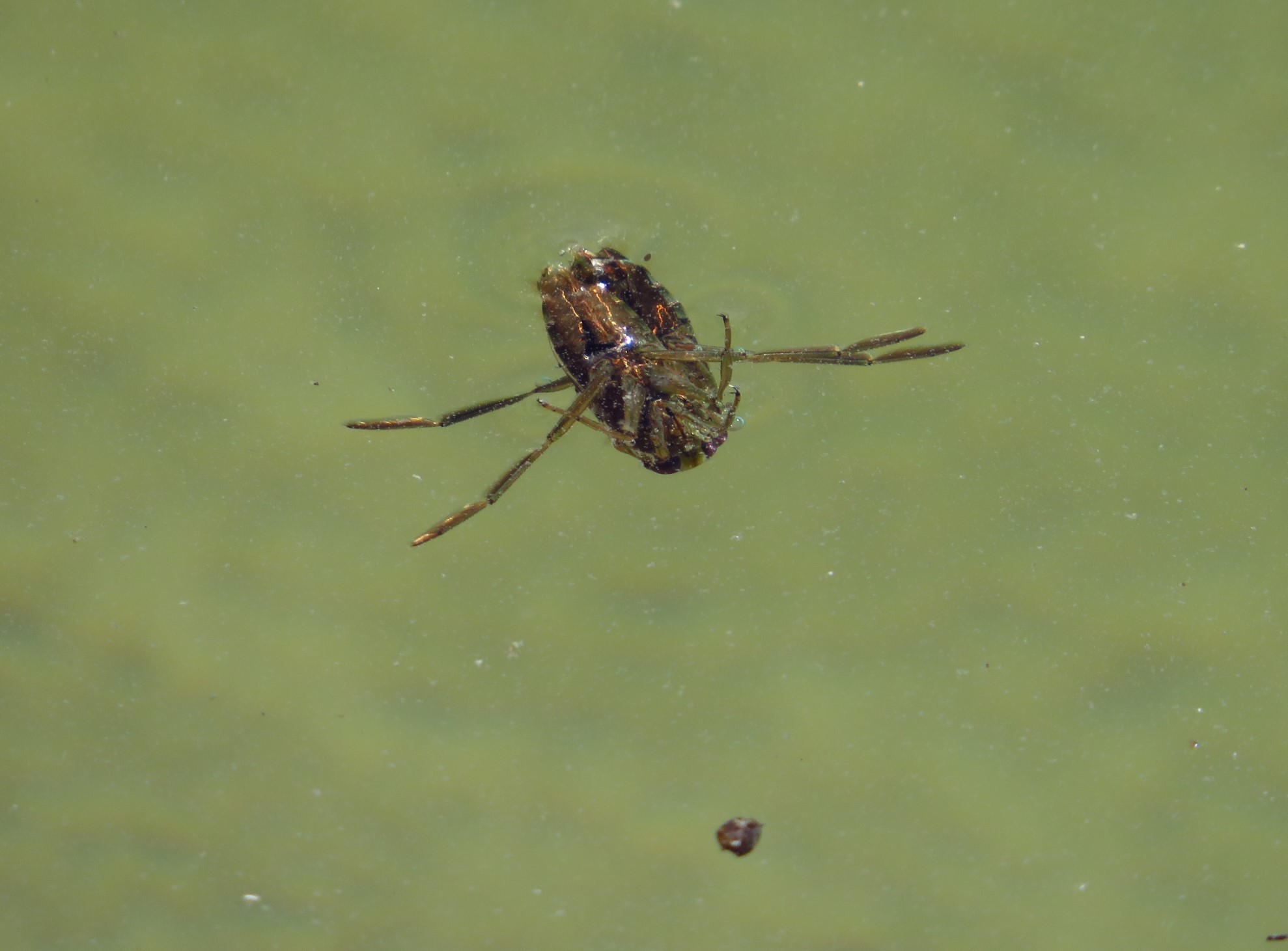 Neuer Versuch Rückenschwimmer