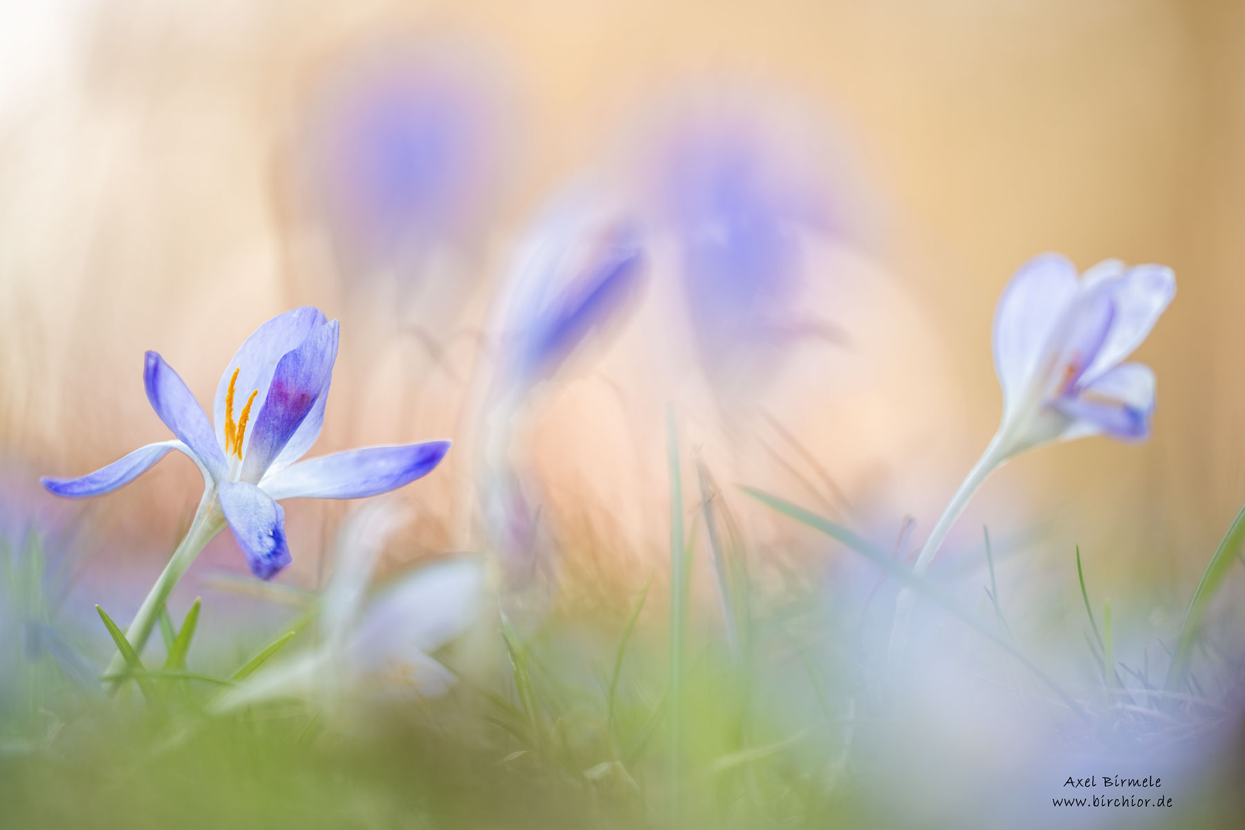 Krokus...