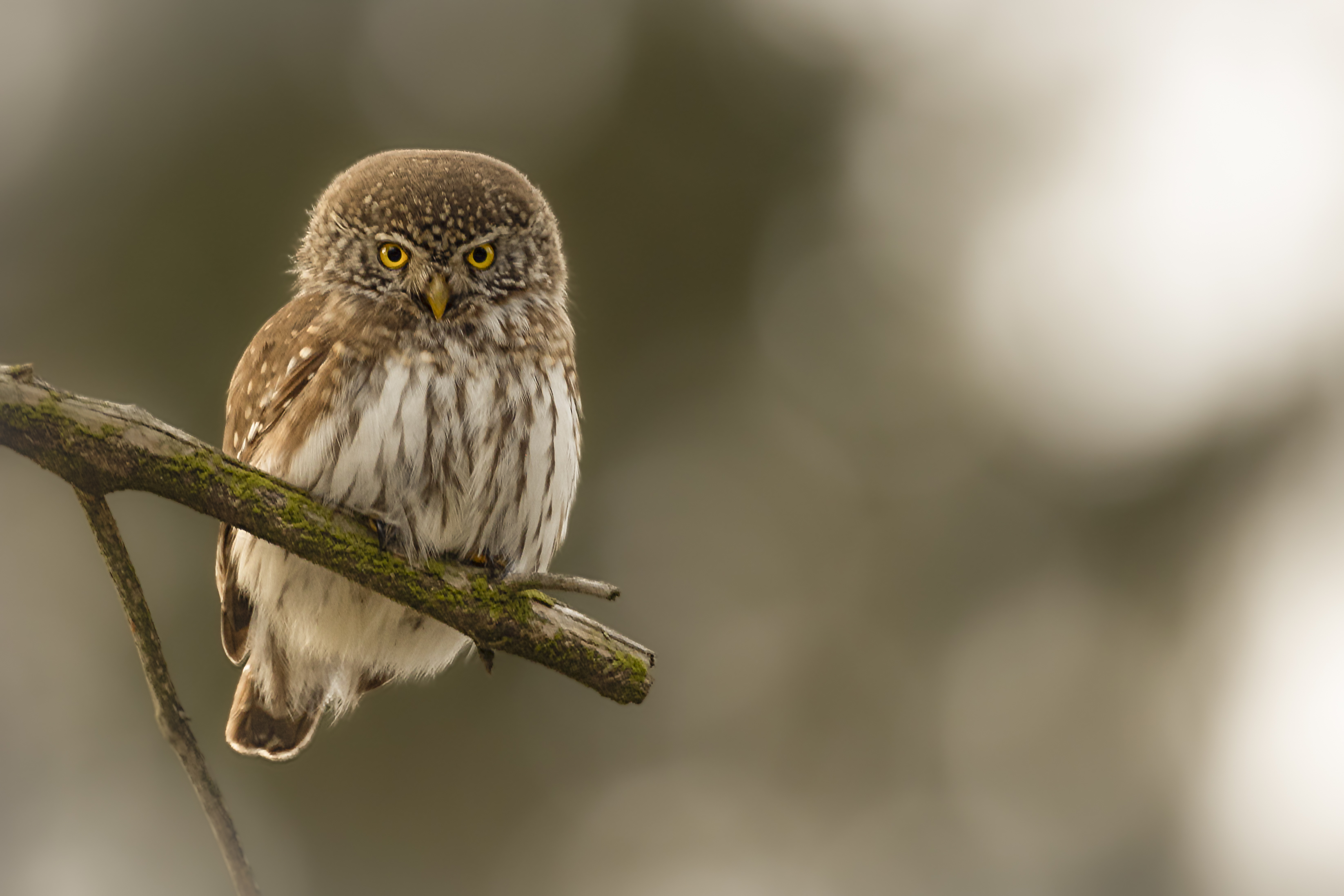 Sperlingskauz (Glaucidium passerinum)