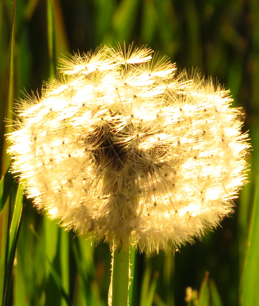 Pusteblume im Sonnenlicht