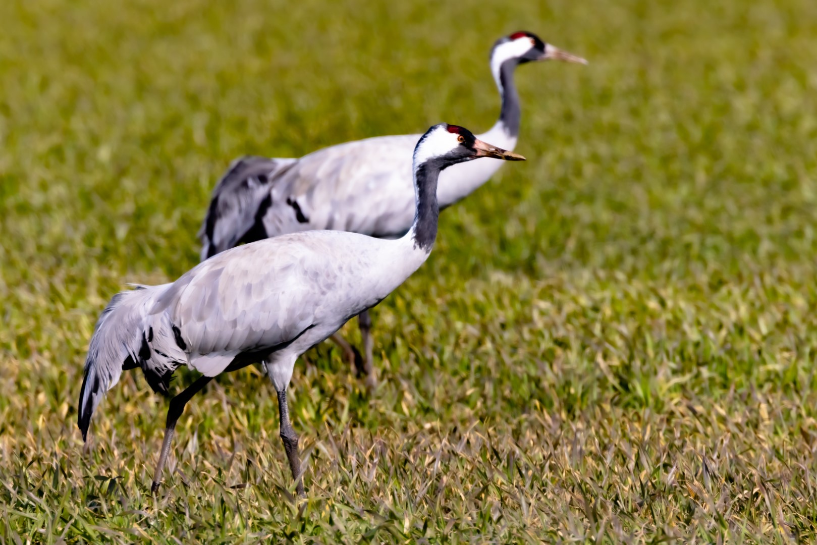 Europäischer Kranich - grus grus