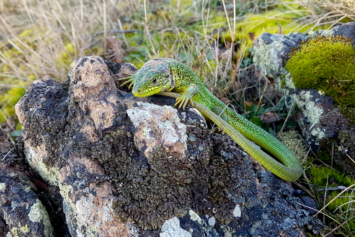 Ein Handyfoto