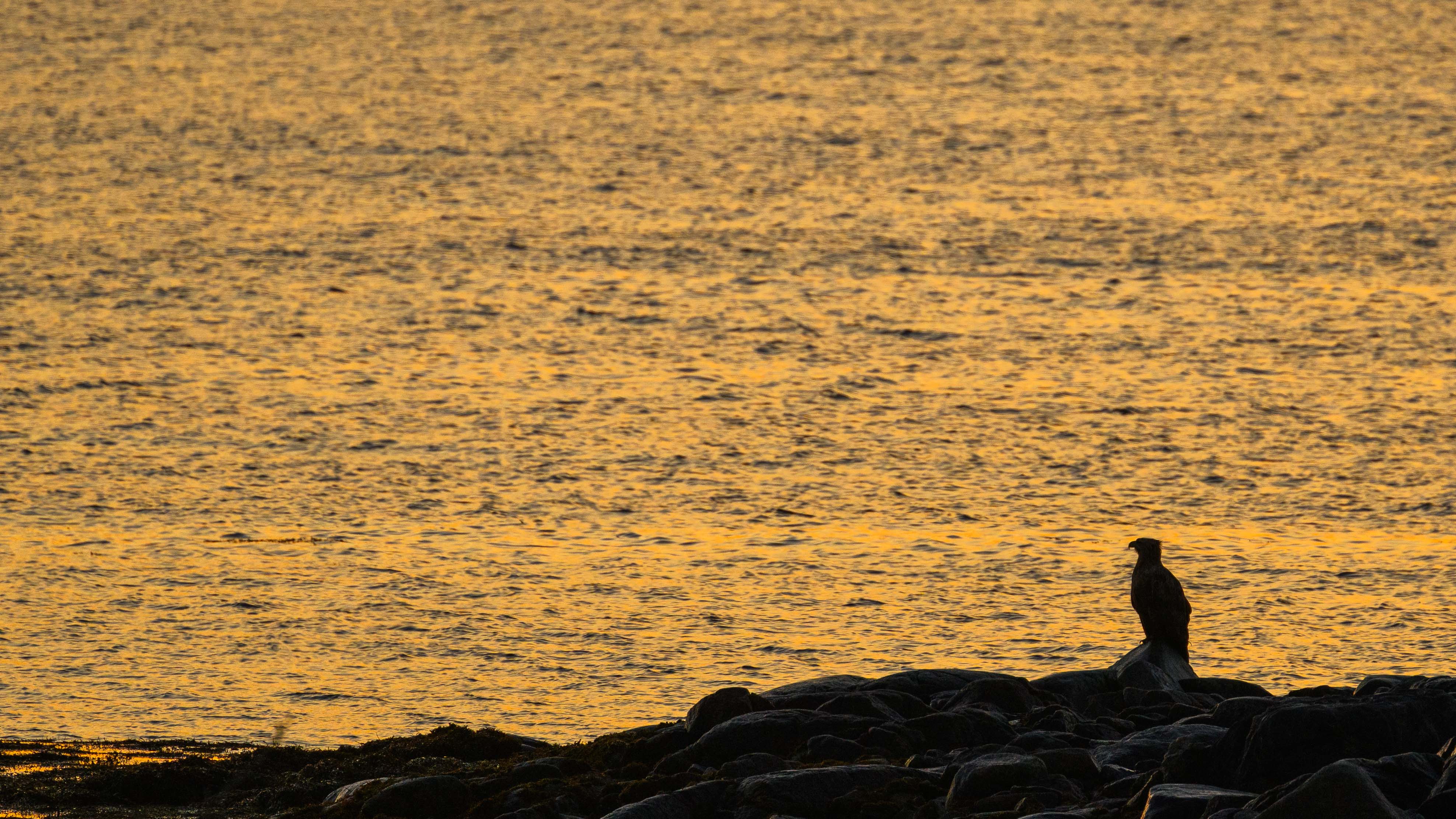 Seeadler in der Morgensonne