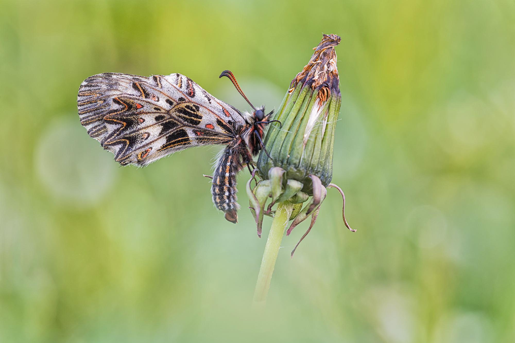 Osterluzeifalter