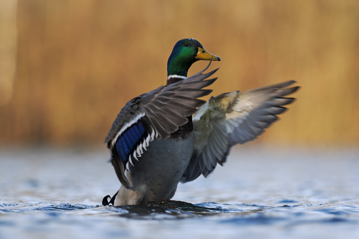 Stockente