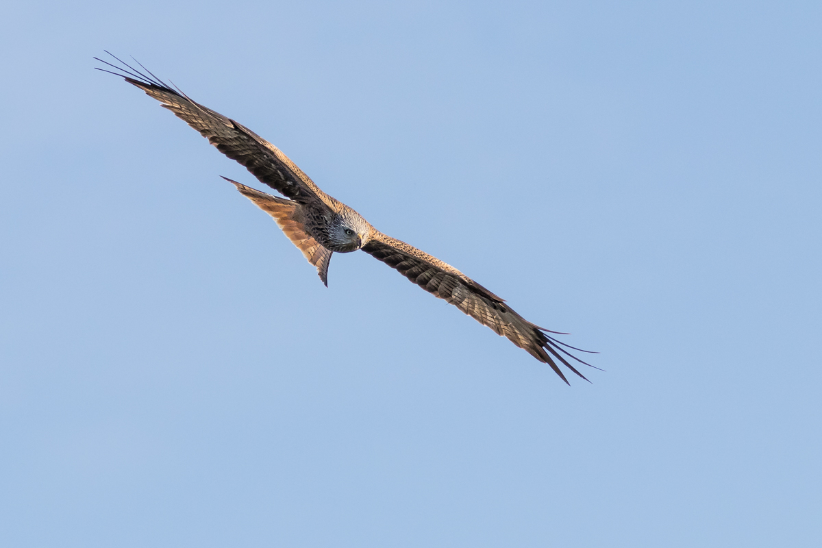 Gleitflug des Milans
