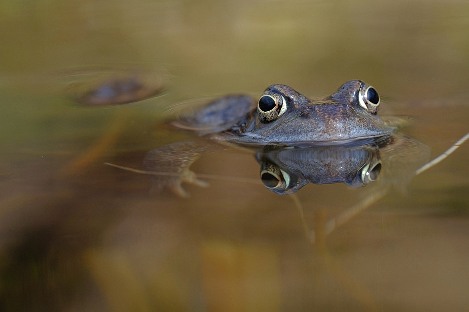 Grasfrosch