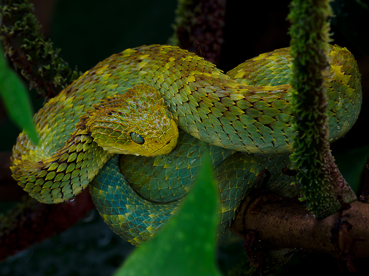 Grüne Buschviper (Atheris squamigera) (Forum für Naturfotografen)