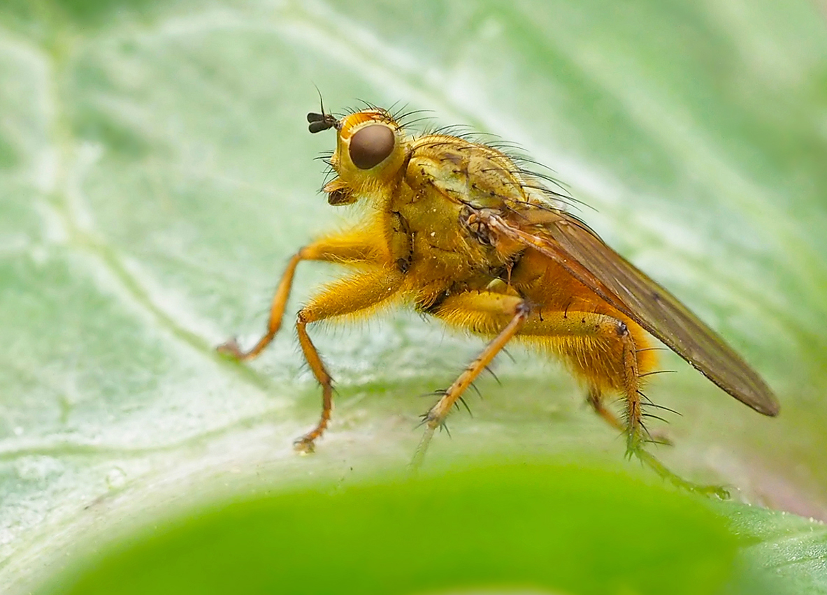 Gelbe Dungfliege (Scathophaga stercoraria)