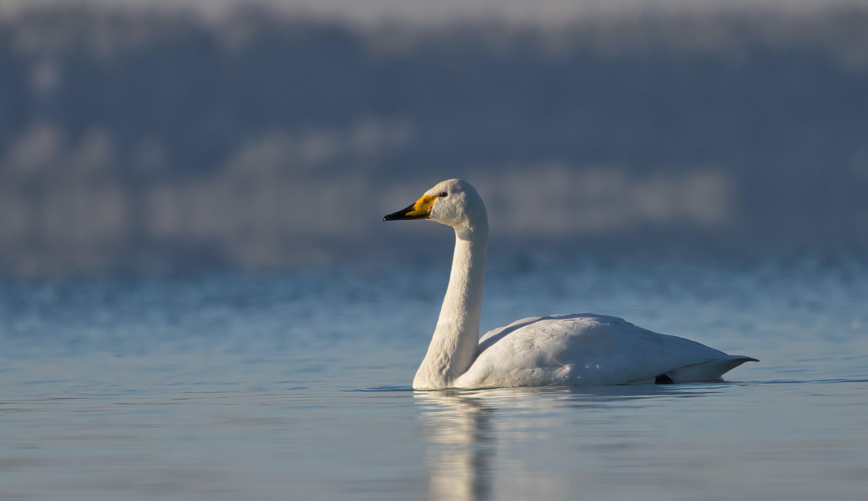 morgendlicher Singschwan