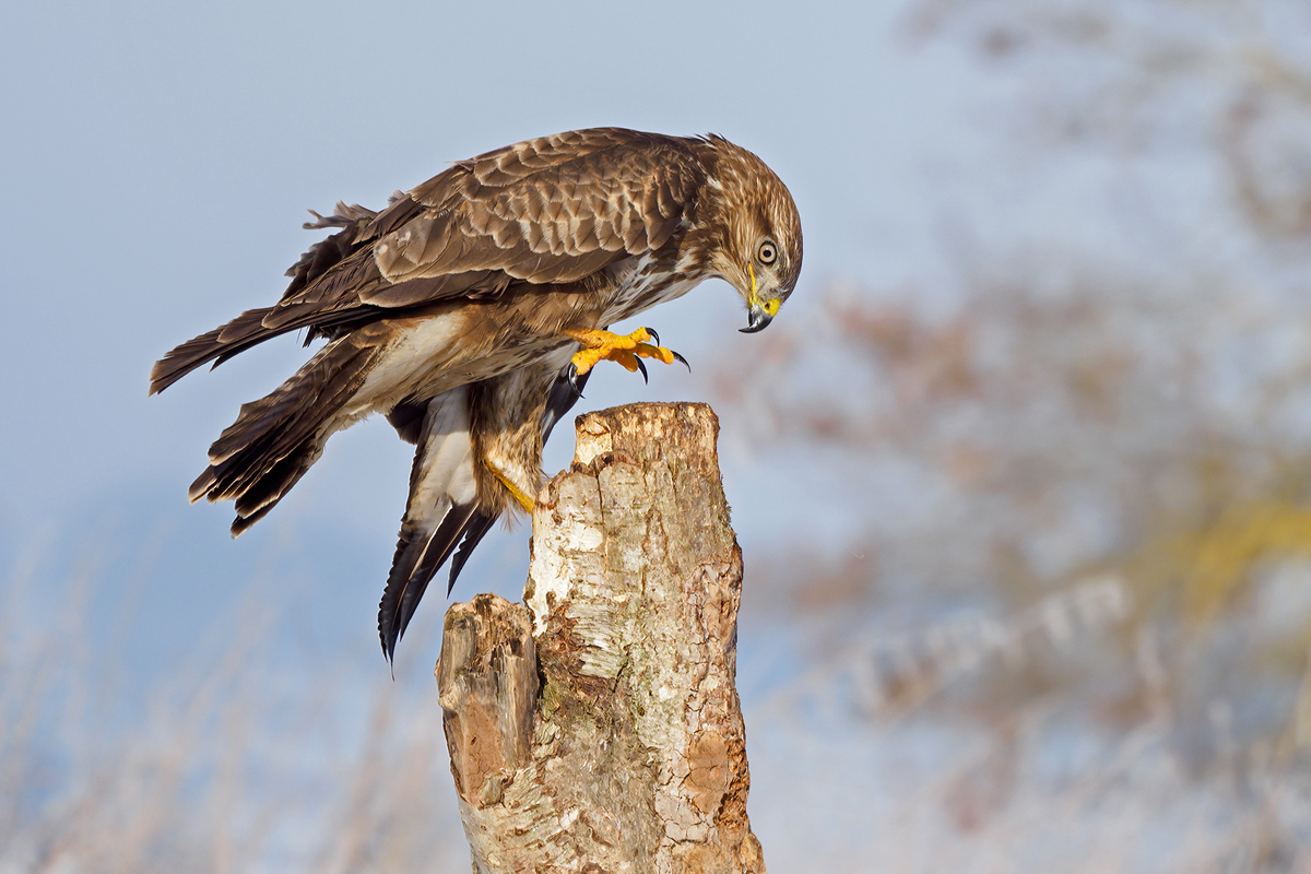 Mäusebussard