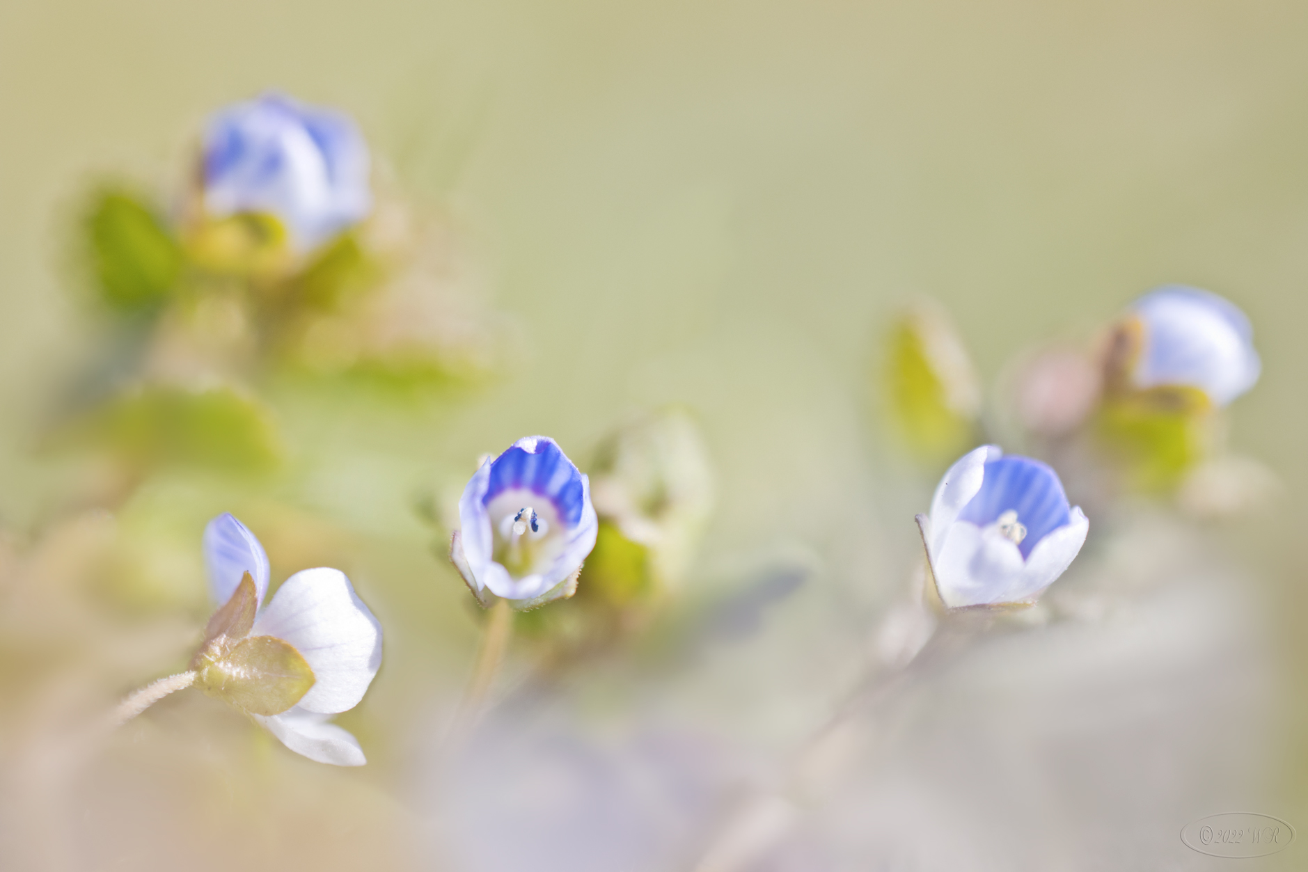 Blau-weiß