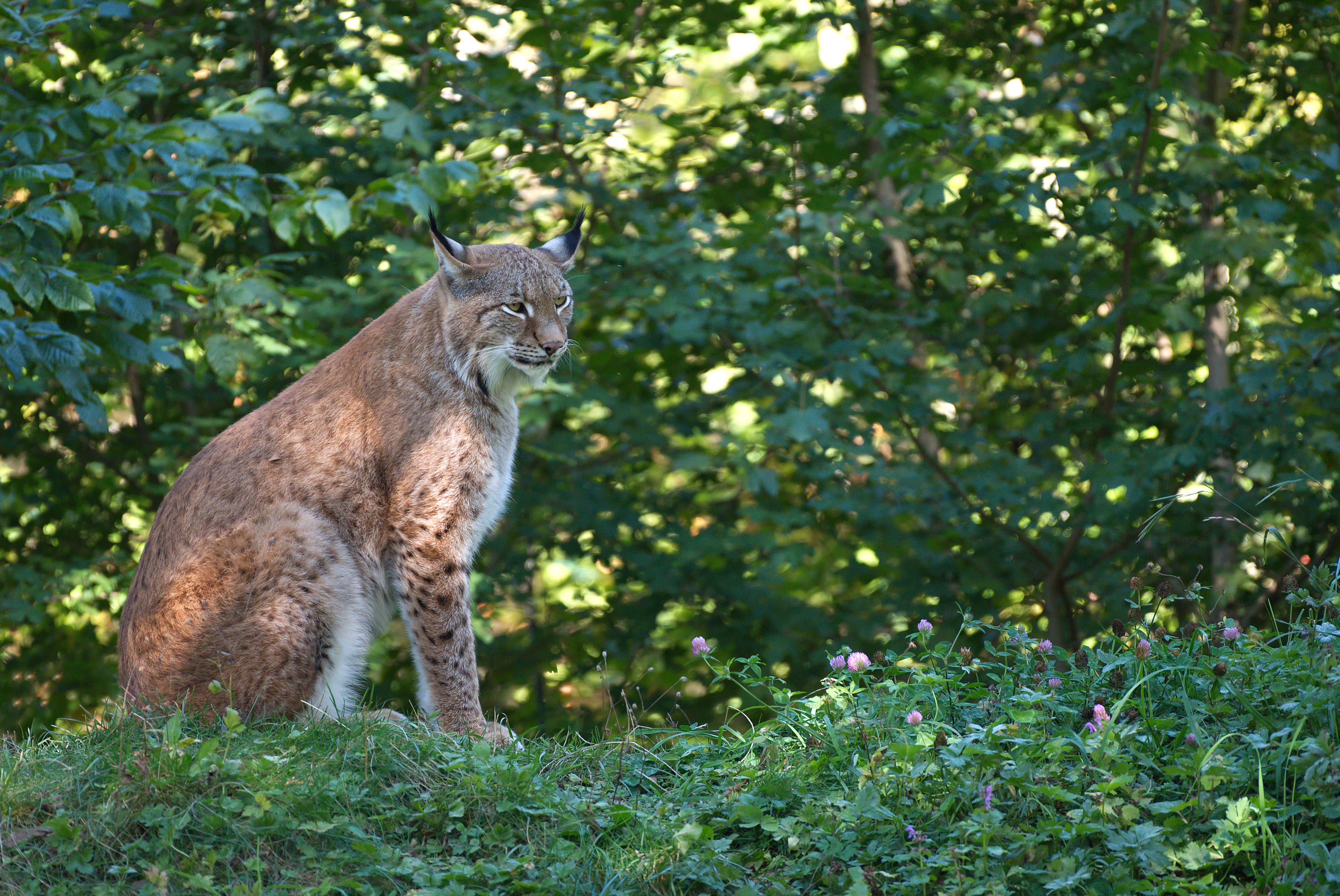 Luchs