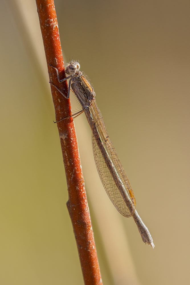 Sibirische Winterlibelle auf Hartriegel