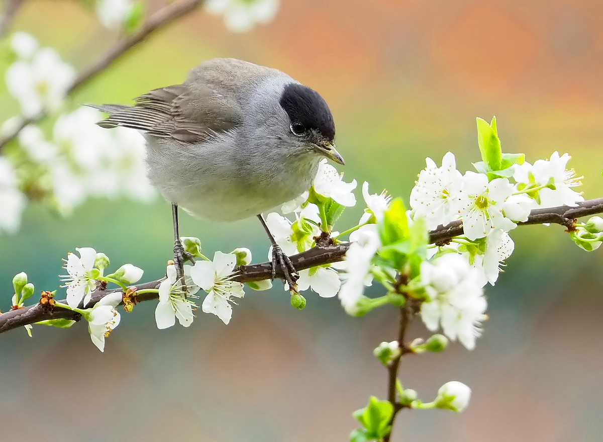 Mönchgrasmückenmännchen in den Blüten