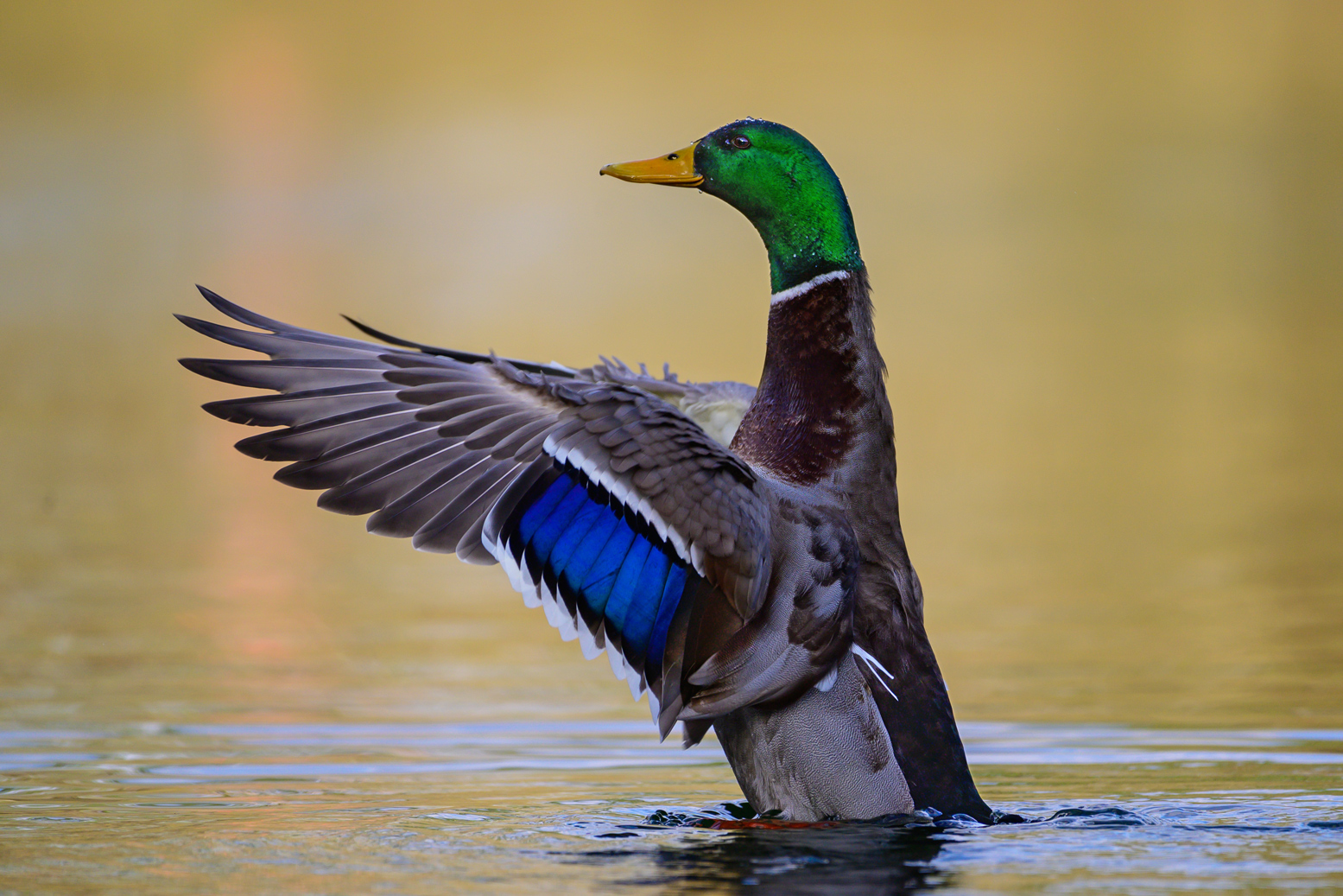 Stockentenerpel (Anas platyrhynchos)