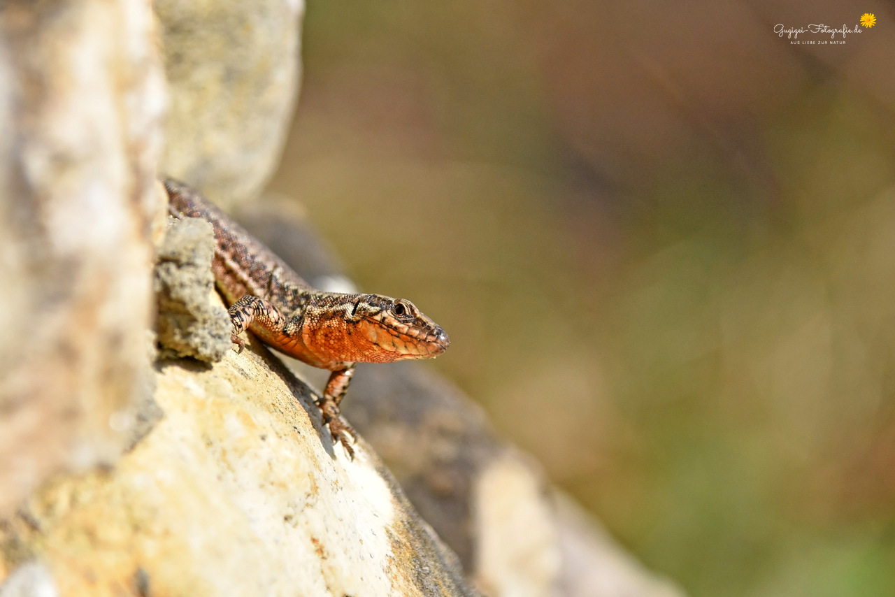 Podarcis muralis