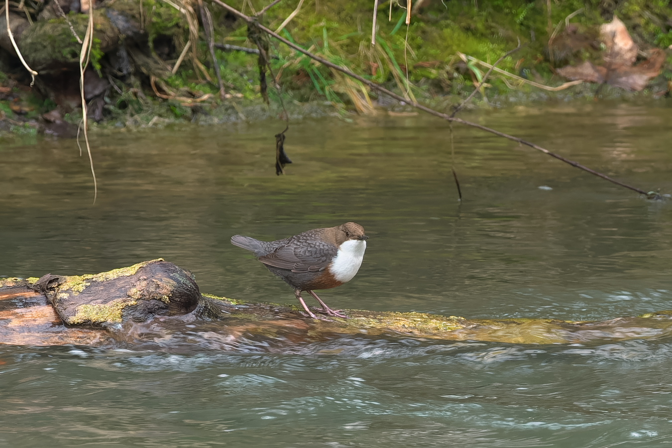 Wasseramsel