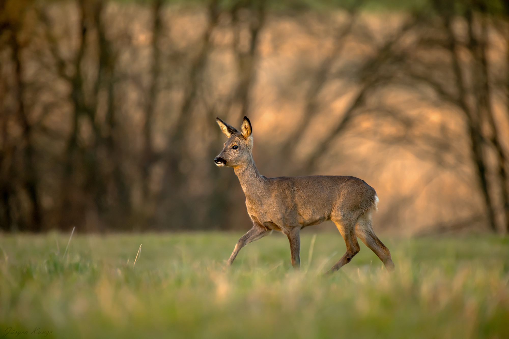 Abends auf der Wiese