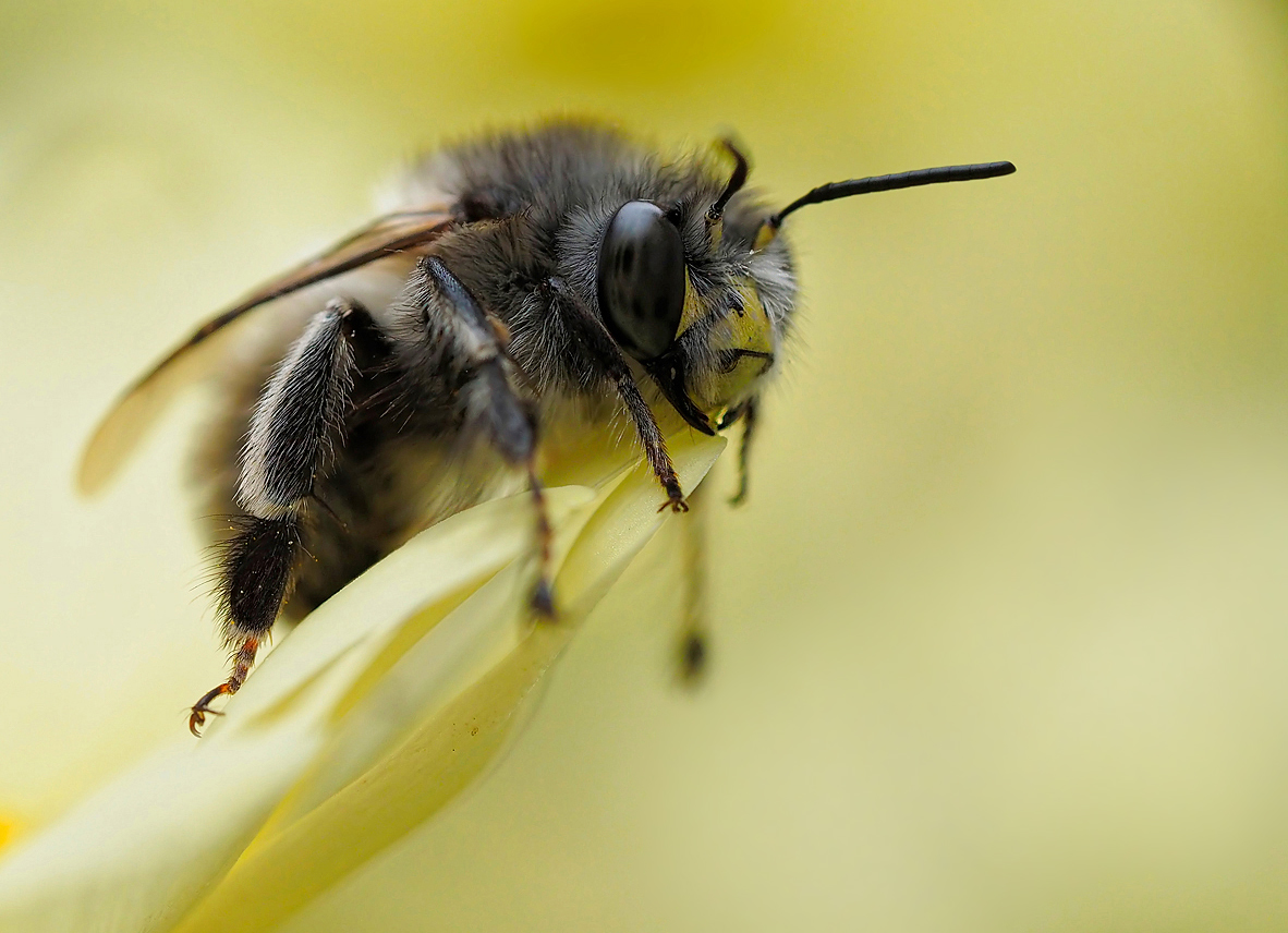 Frühlings-Pelzbiene (Anthophora plumipes)