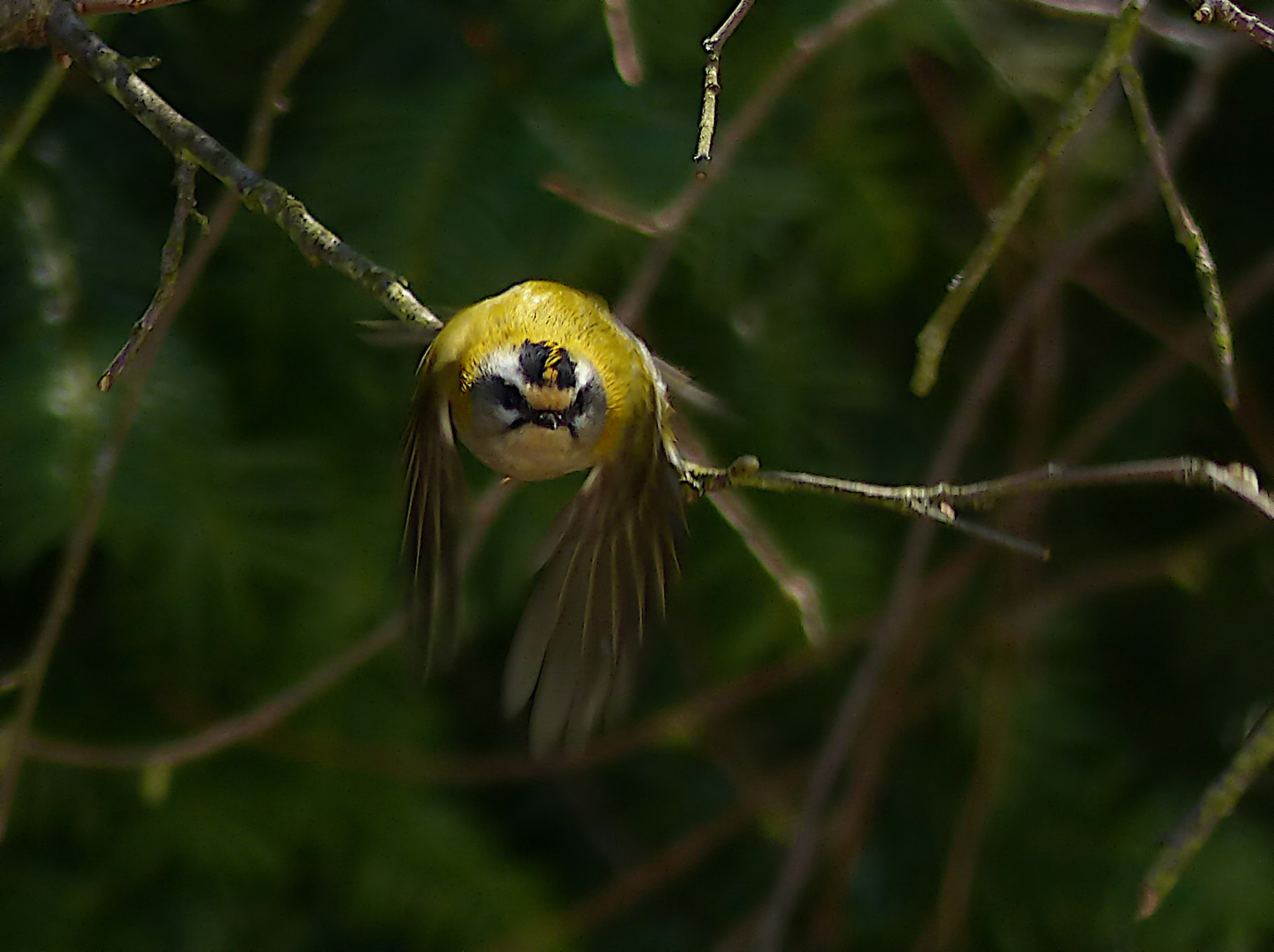 Sommergoldhähnchen (Forum für Naturfotografen)