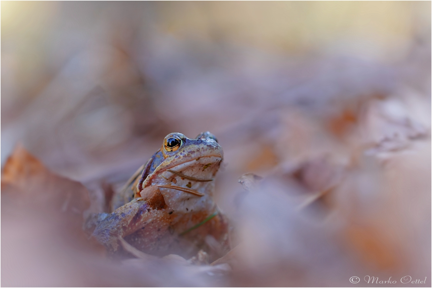 Grasfrosch (Rana temporaria)