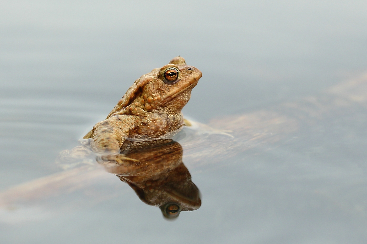 Erdkröte (Bufo bufo)