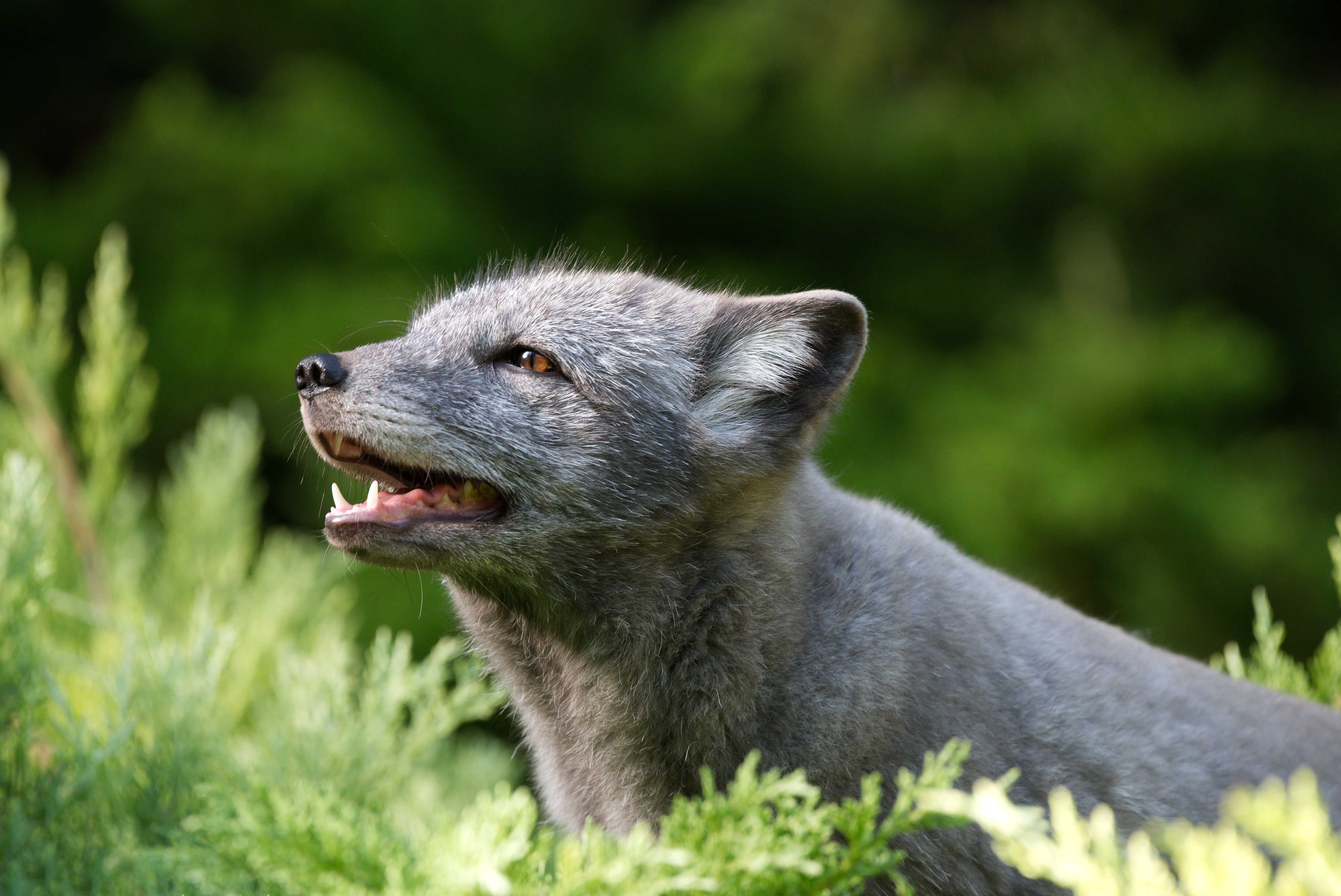 Polarfuchs