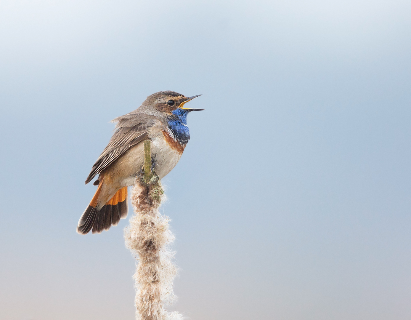 Blaukehlchen