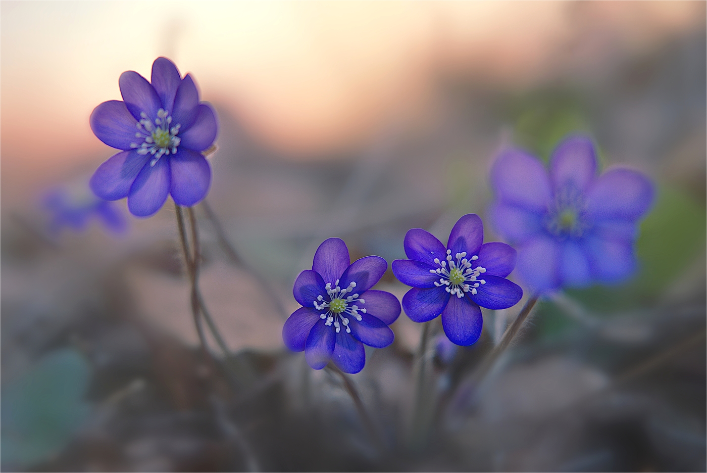 nochmal Leberblümchen