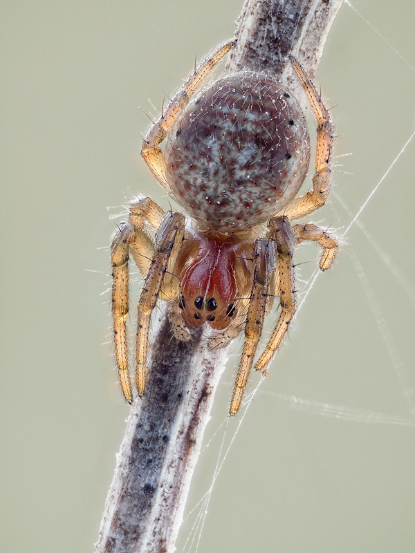 4.5 mm