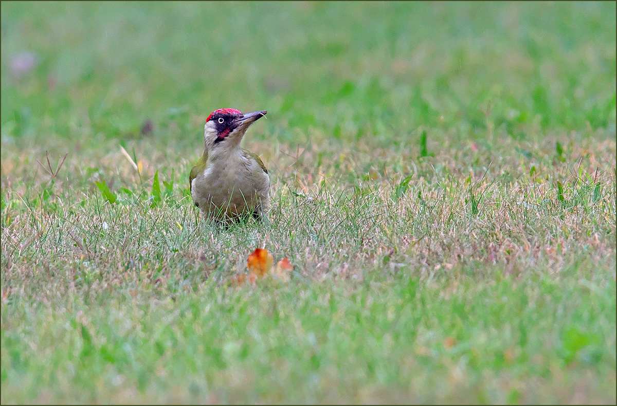 *Picus viridis*