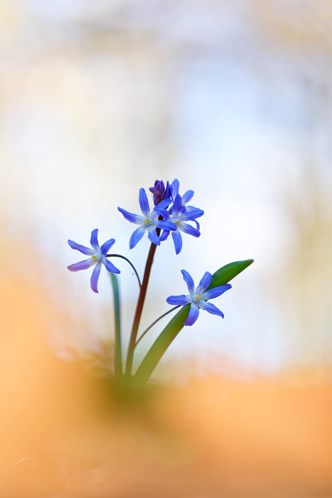 Blaue Sterne im Wald
