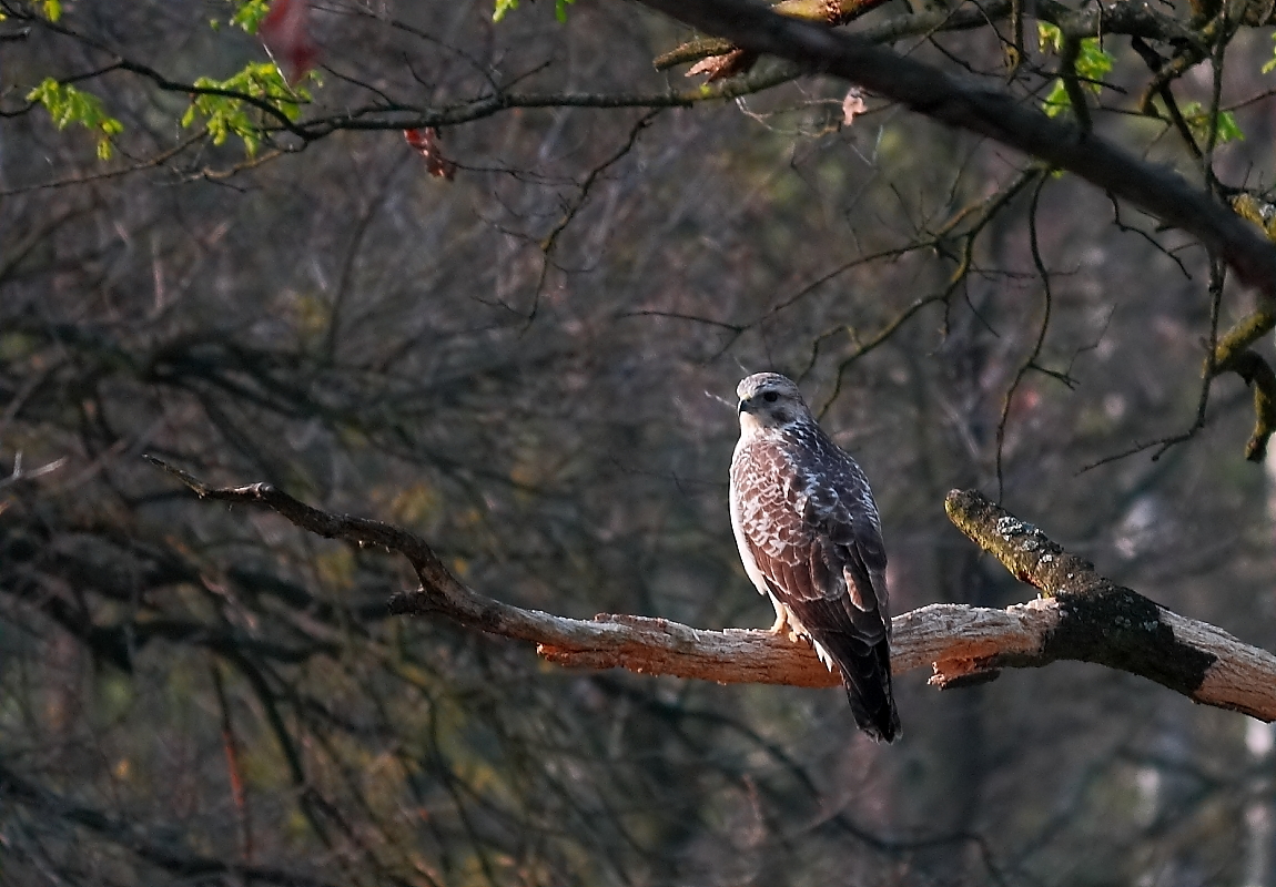 Frühlingssonne im Bussardwald