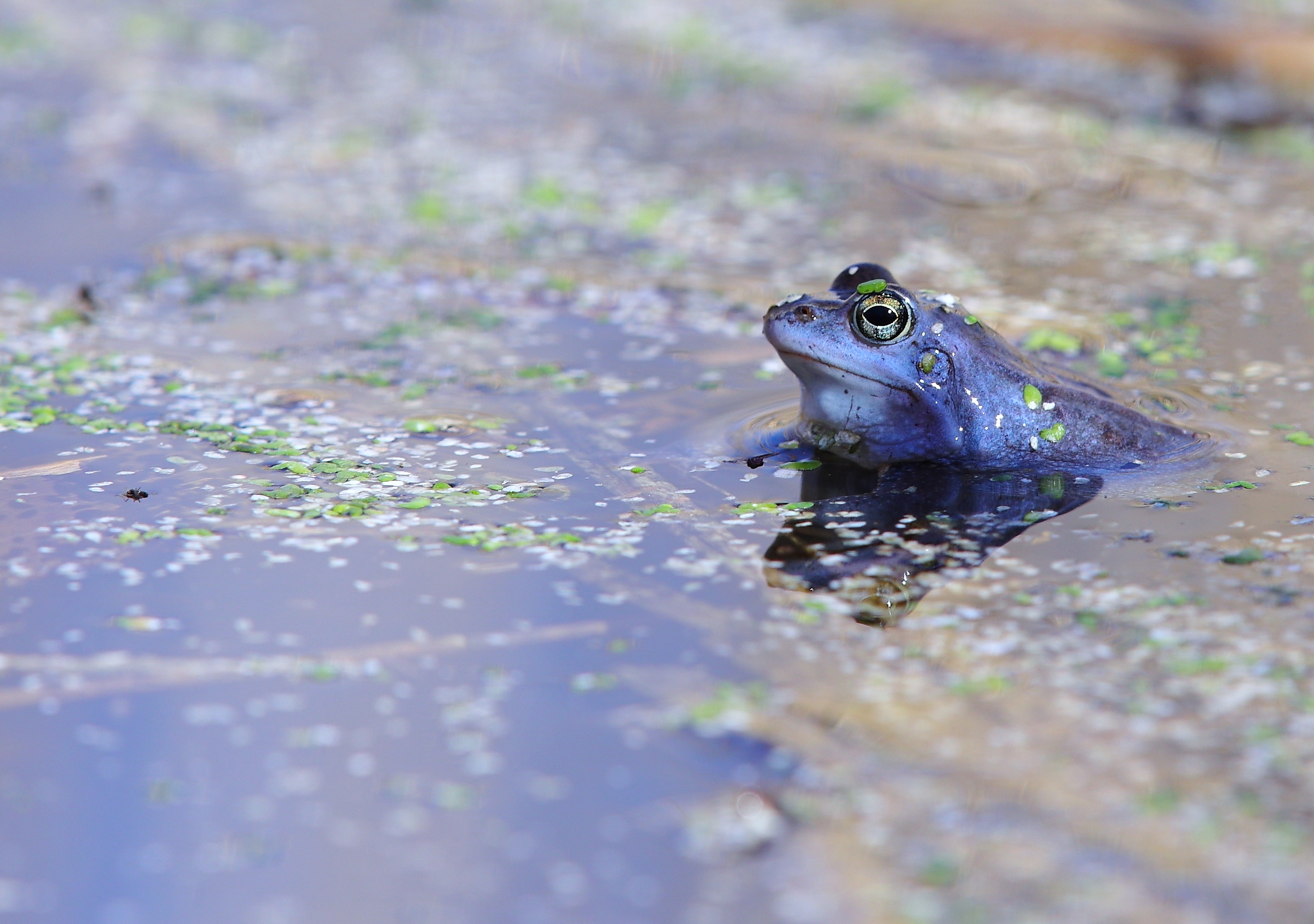 Moorfrosch