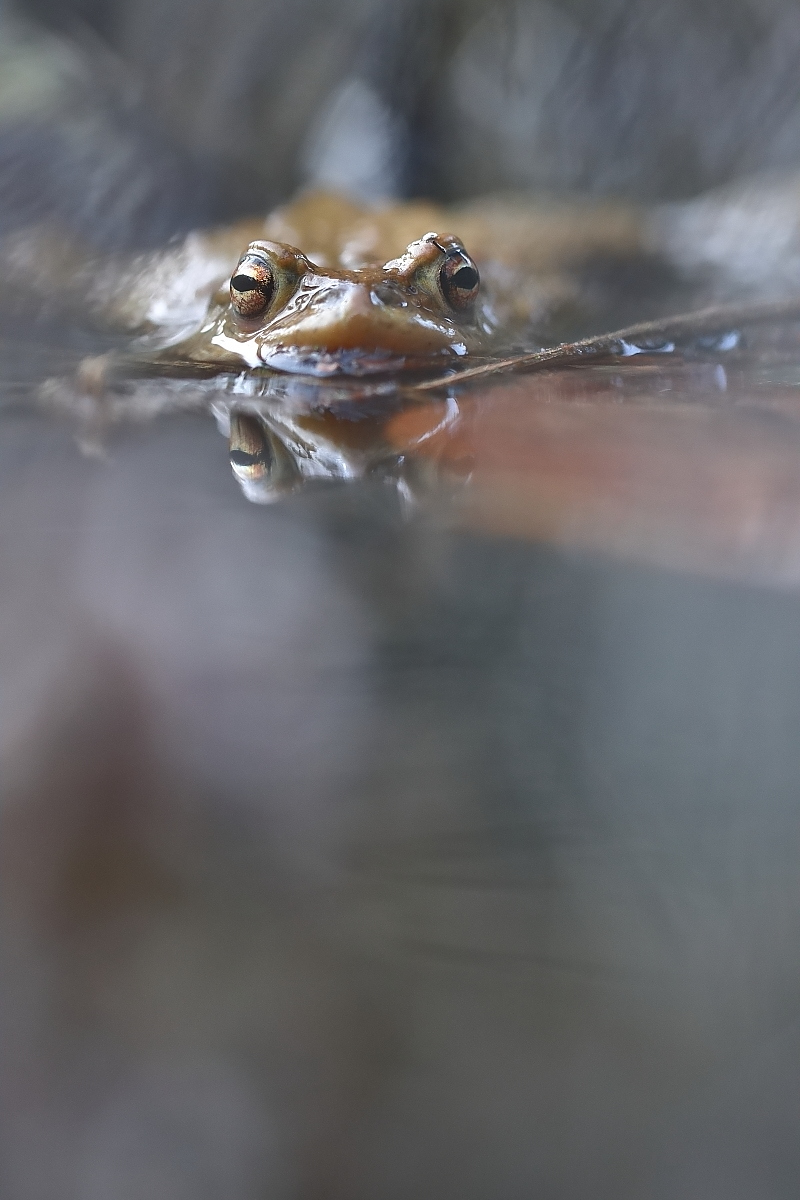 Frisch vom Krötenteich