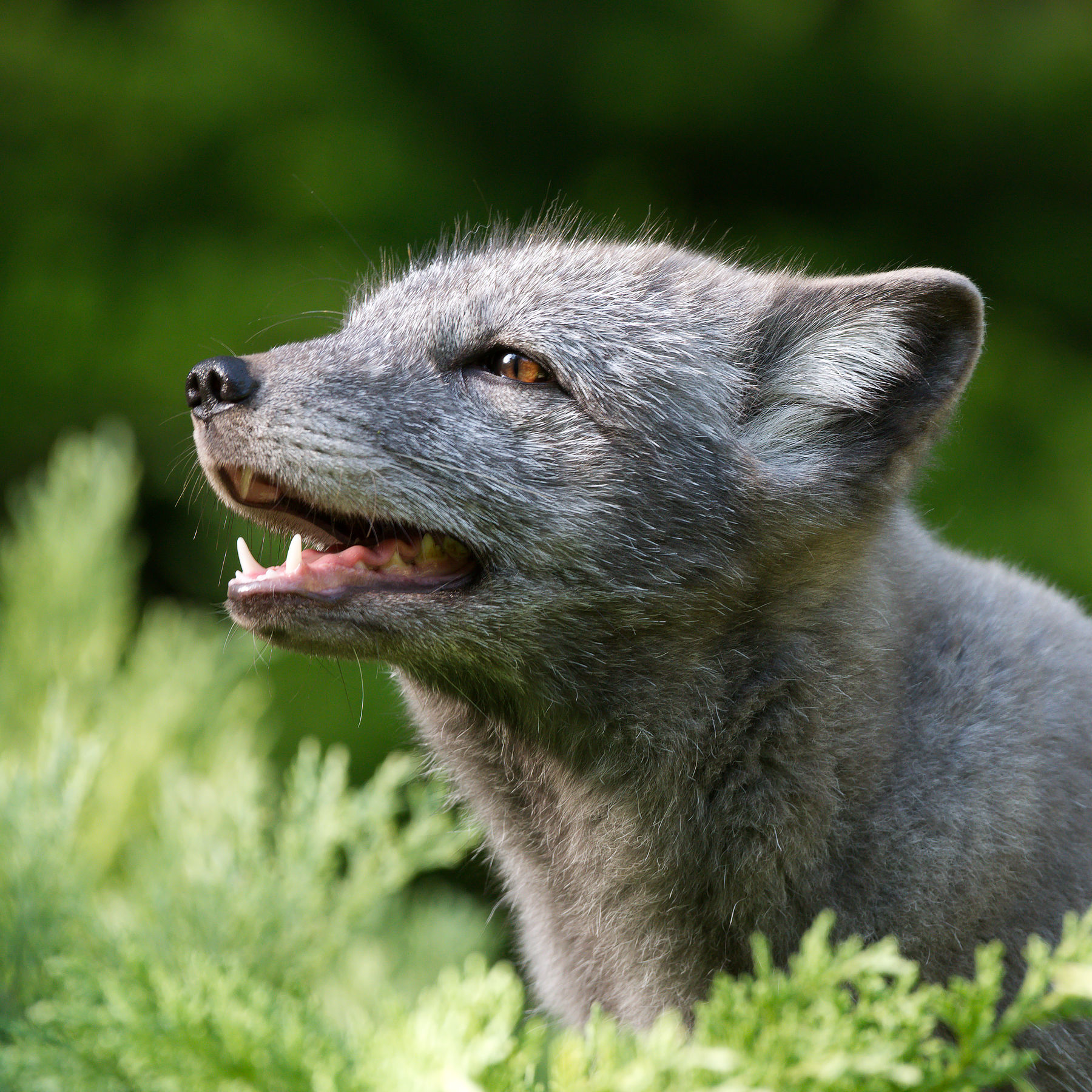Polarfuchs 2