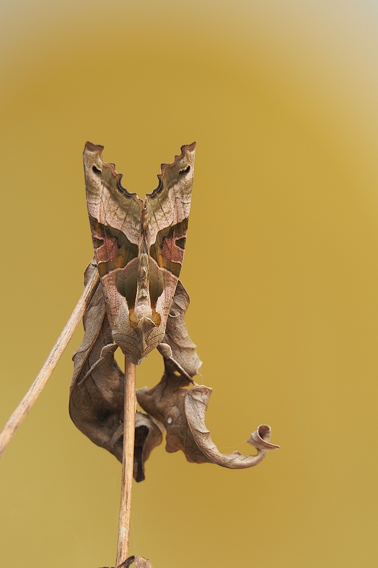 Achateule