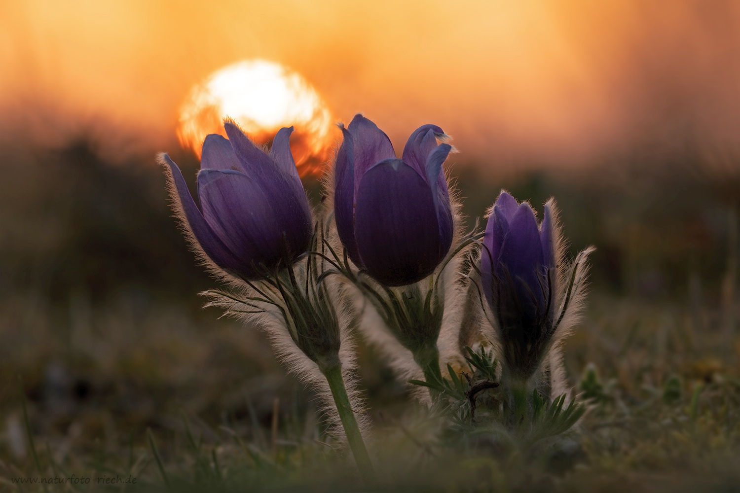 Der Sonne entgegen