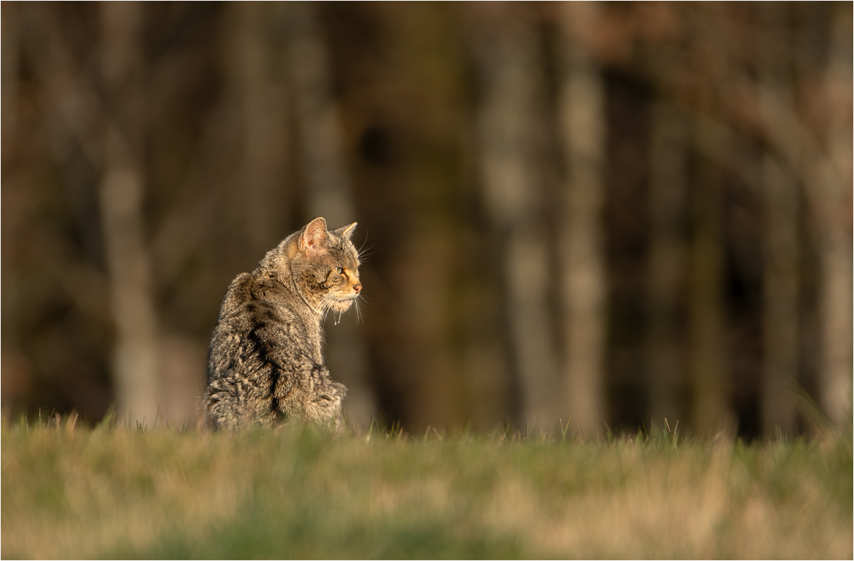 Entspannt im Abendlicht