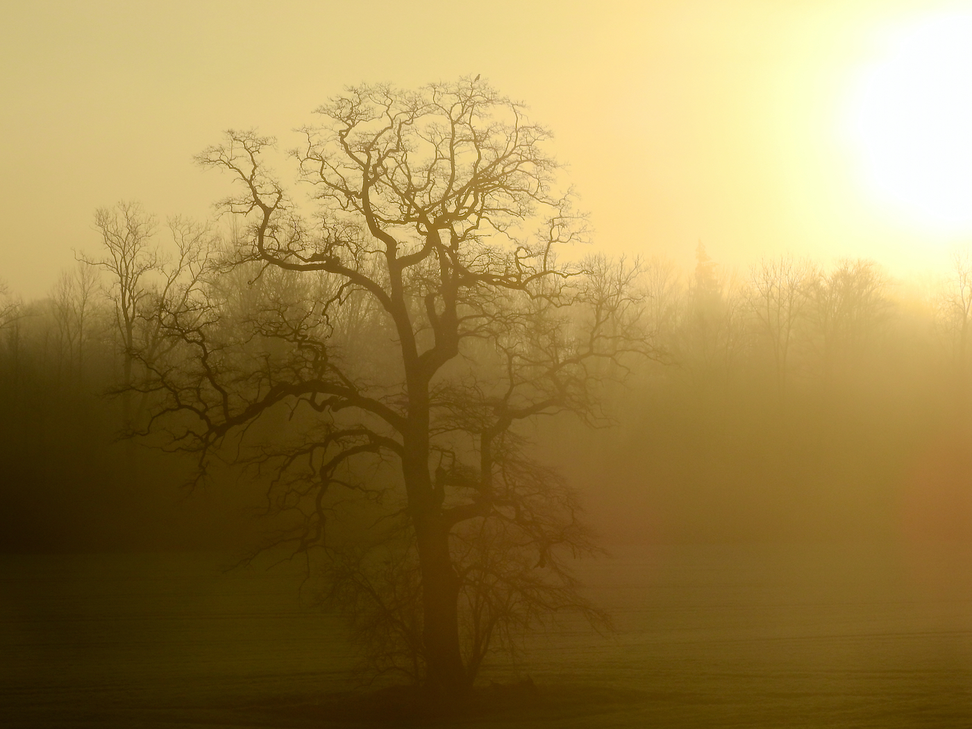 "Der alte Baum..