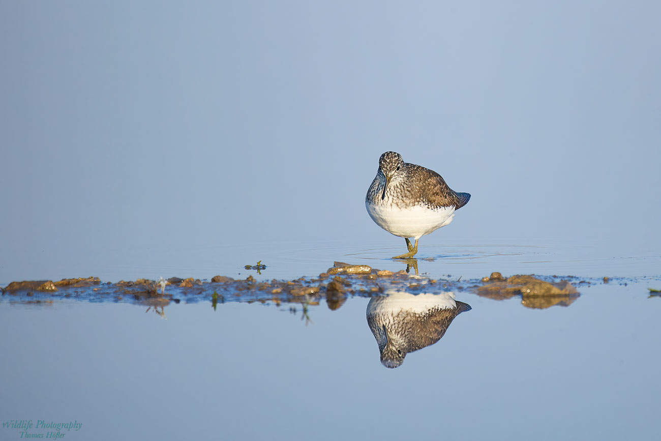 Waldwasserläufer